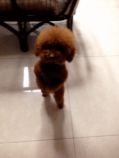 bichon-boogie-dog-dance.gif