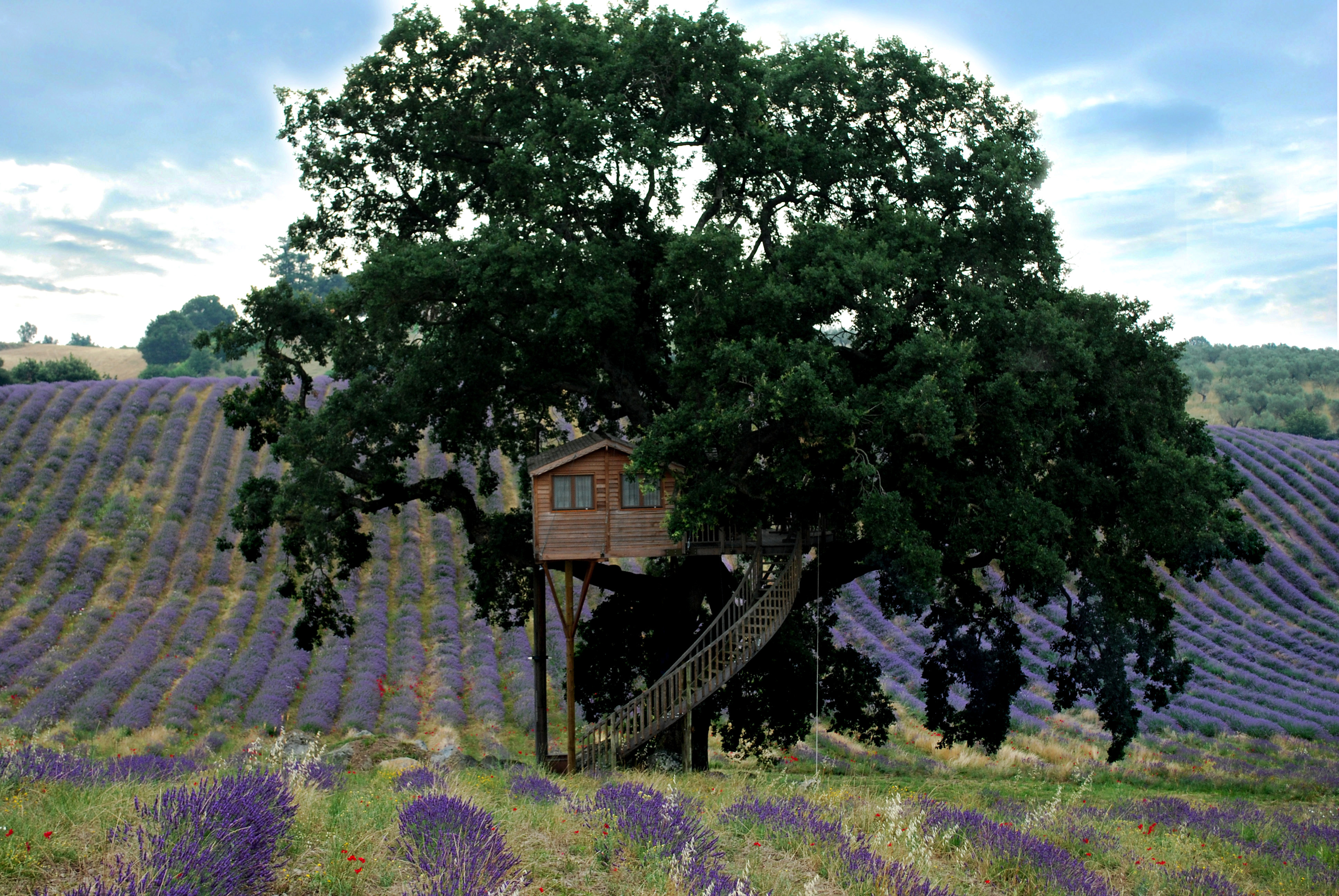 tree-house.jpg