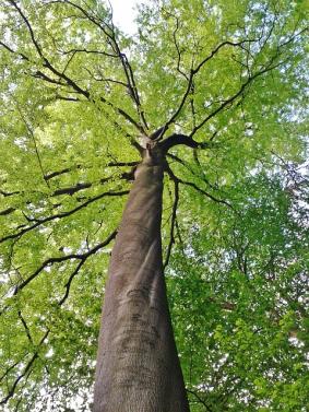 187218-283x377-beech.jpg