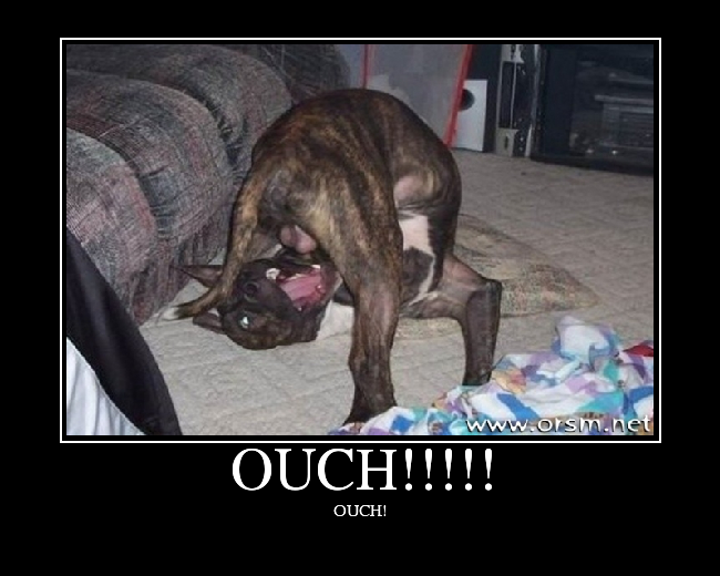 doggie-ouch.jpg