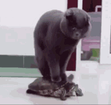 tenor.gif