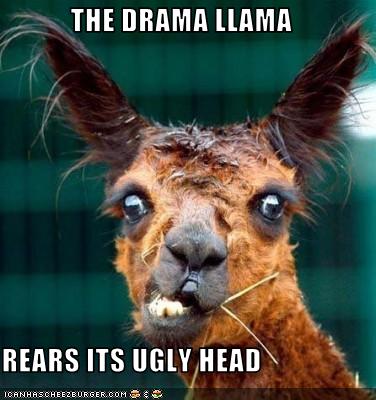 llama.jpg