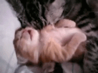 giphy.gif
