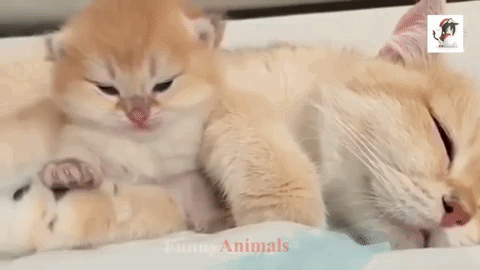 cute-gif-of-a-kitten-falling-asleep