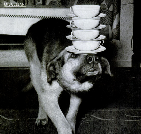 dog-balances-cups.jpg