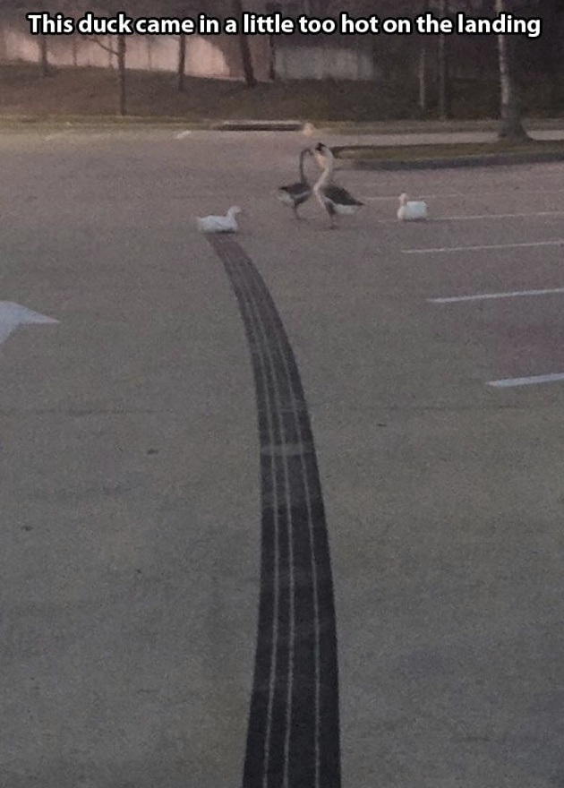 hot-landing-duck.jpg