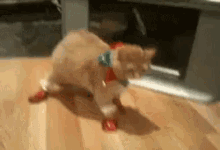 cat-awkward.gif