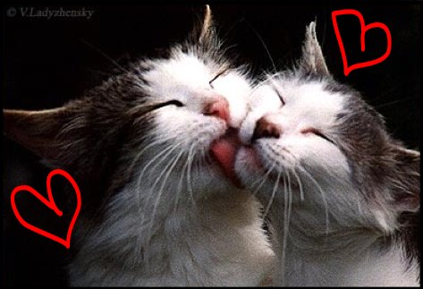 cats-in-love-kitty-kisses.jpg