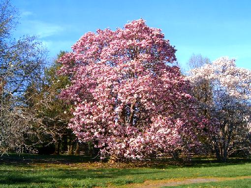 magnolia_tree.jpg