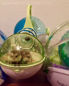 8d976be3537b5495ccbe23ea323ec6e3--hamster-habitat-hamsters.jpg