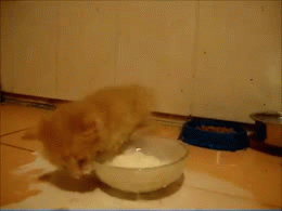 he-forgot-how-to-drink
