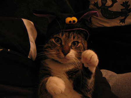 cute_cat_photo_12.jpg