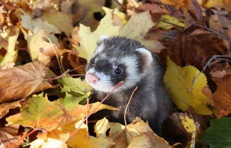 top-10-autumn-animals-playing-in-leaves-L-gQg788.jpeg
