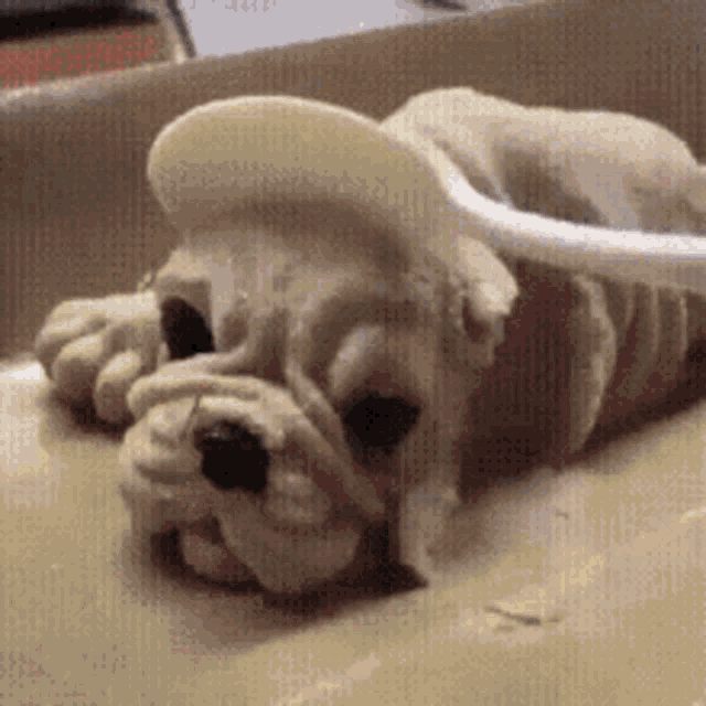 dog-in-shock-ice-cream.gif