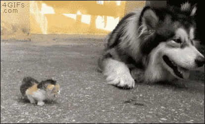 cat-kitten.gif