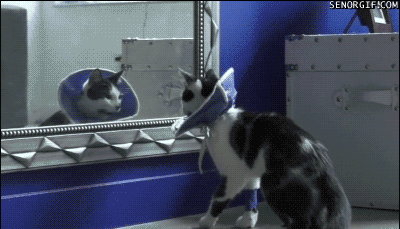 gif-of-a-cat-reaction-to-her-new-outfit