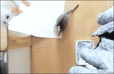 jLdRF.gif