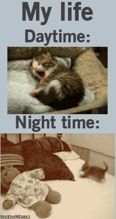 ani_cat-yawn-and-run.gif