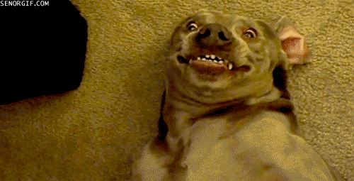 animal-hey-guize-crazy-face.gif