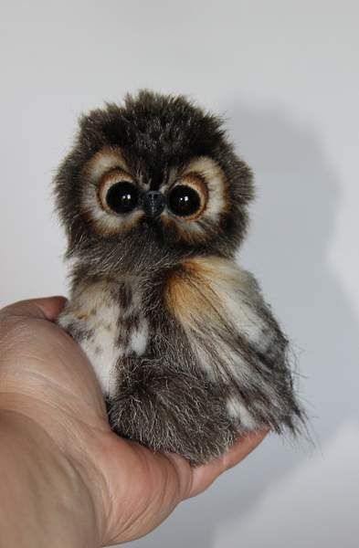 2ae2ef93b2d3fc875d289883800b9e7c--beautiful-owl-little-owls.jpg