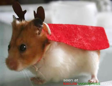 christmas-hamster-1.jpg