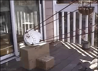 Animation-of-squirrel-slingshot.gif