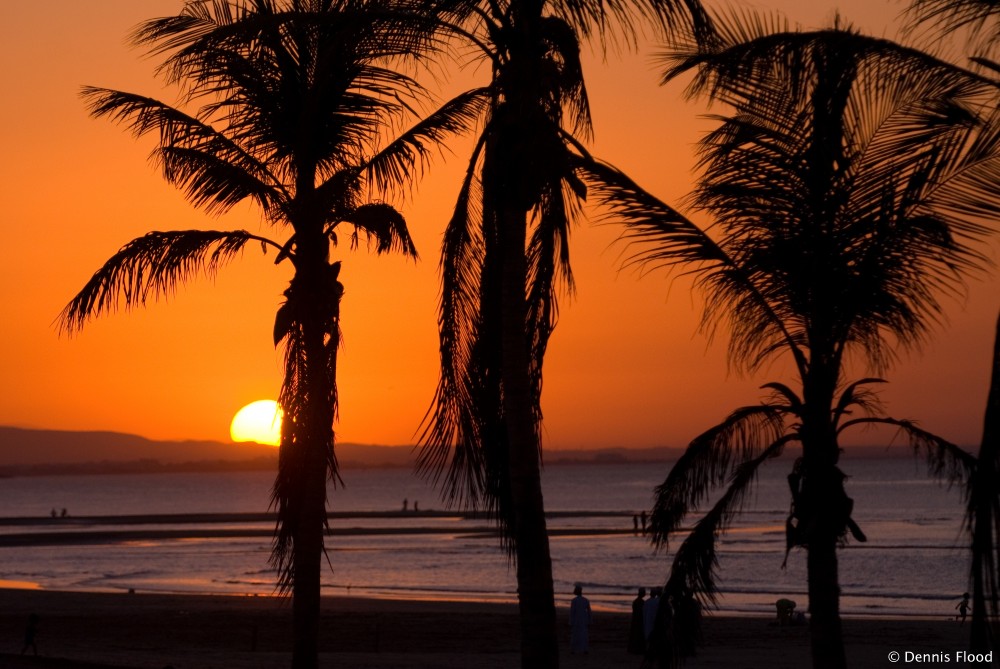 silhouetted_palm_trees_6884.jpg
