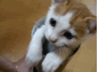 Funny-Cat-Gifs-12.gif