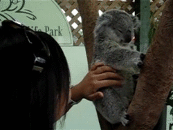 pzn3M3O.gif