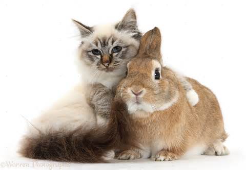 bunny-and-fluffy-kitten-caturday.jpg