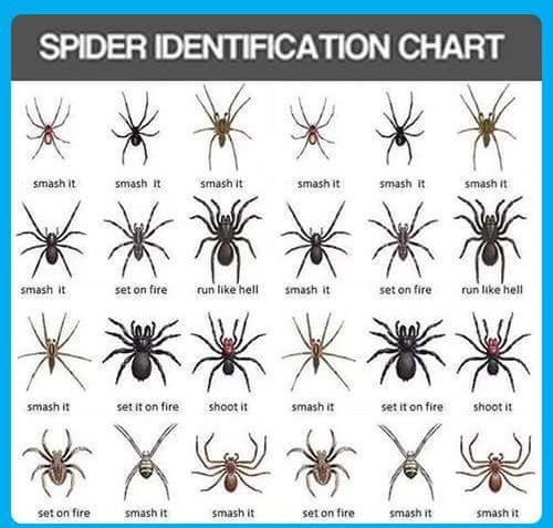 spiders.jpg
