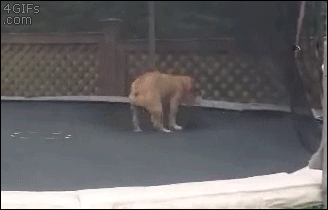 bouncy-bulldog
