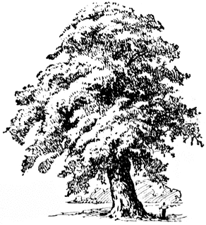 oak-tree_1_sm.gif