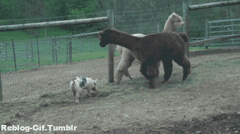 VjAk.gif