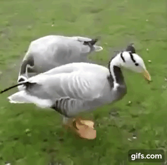 WngzVQ.gif