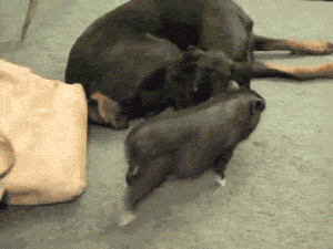 pouncing-pig-party