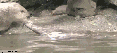 animal-moms-water-gifbincom