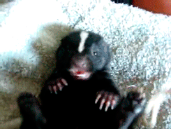 1NS.gif