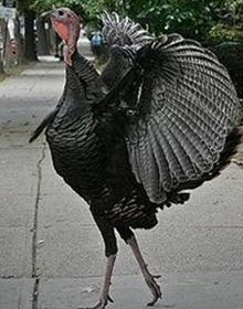 turkey_strutting.jpg