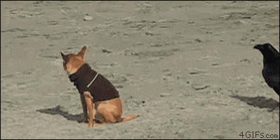 rude-animal-gif-dog-4gifscom