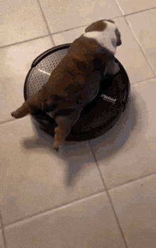dog-cute.gif