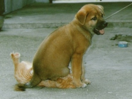 dogcat.jpg