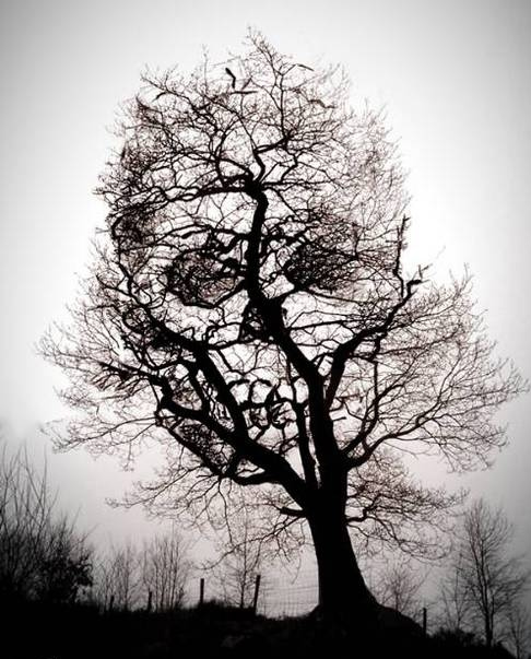 Skull+Tree+copy.jpg