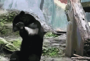 1276776221_lightsaber-bear.gif