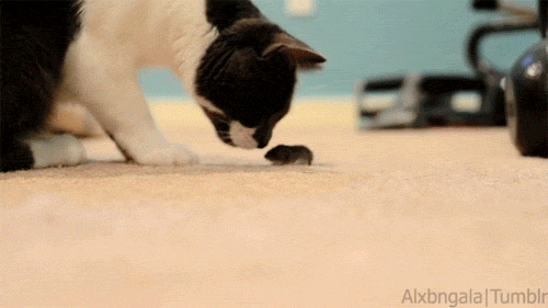 mb1p824.gif