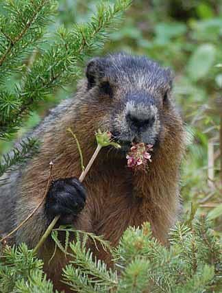 nibbling-groundhog.jpg