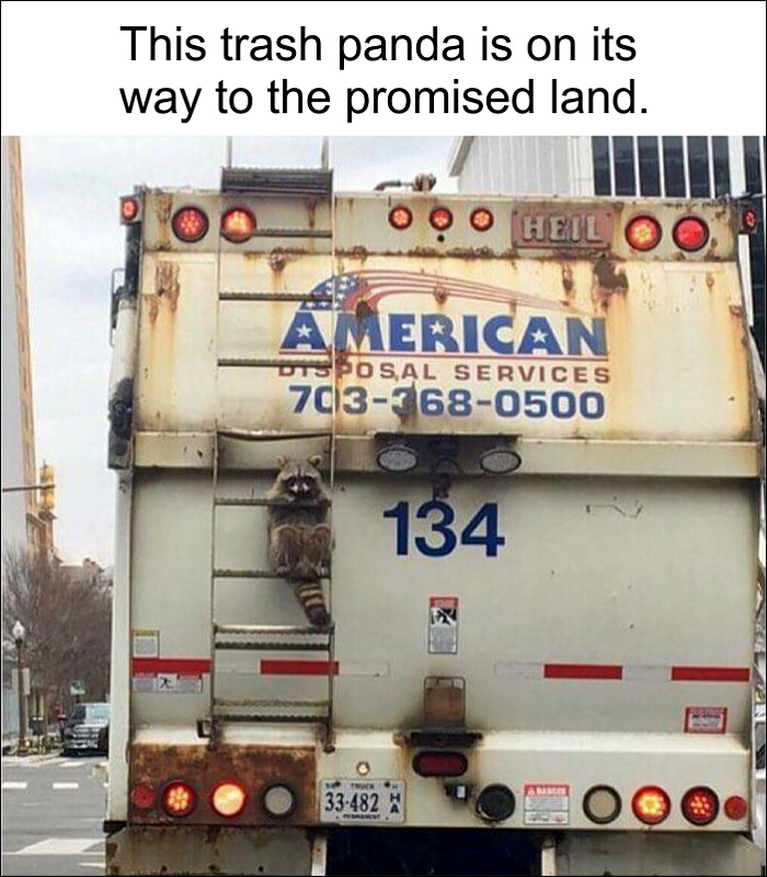 trash-panda-on-truck.jpg