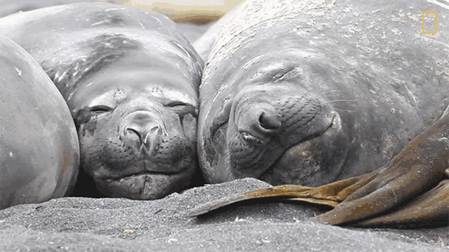 sleeping-national-geographic.gif