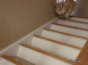 corgi-stairs.gif