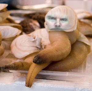 geoduck-779015.jpg